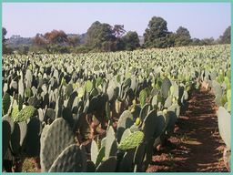 Campo siembra de nopal